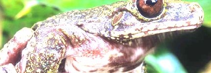 Biodiversite