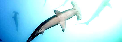 Requin_marteaux