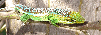 Gecko